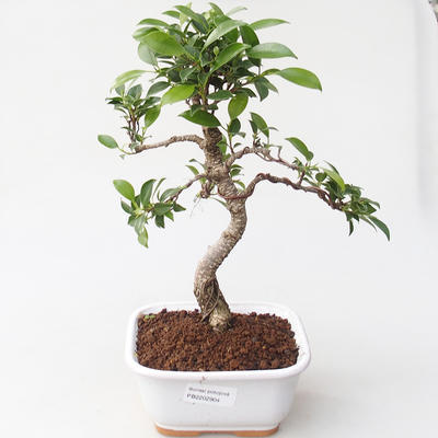 Indoor bonsai - Ficus retusa - figowiec drobnolistny - 1