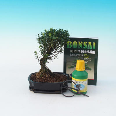 Ficus retusa - ficus malolistý, Pokój kit bonsai