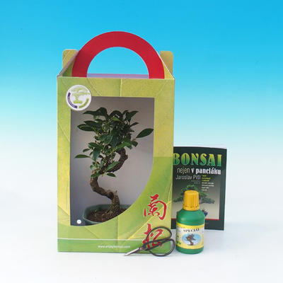 bonsai pokoju w pudełku, Ficus retusa - Fikus malolistý - 1