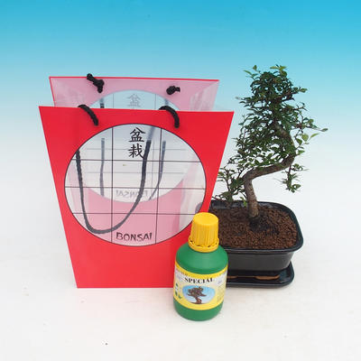 Bonsai pokojowe w torbie na prezent, Ulmus parvifolia - Lesser Elm
