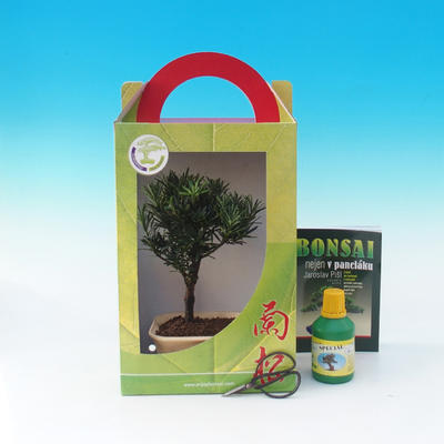 bonsai pokoju w pudełku, Podocarpus - Stone tysięcy - 1
