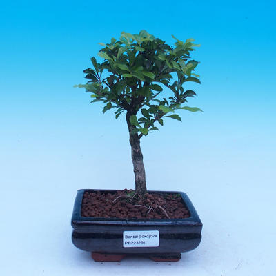 bonsai Room - Duranta erecta Aurea - 1