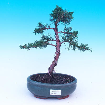 Outdoor bonsai Juniperus-chinenssis-jałowiec chiński