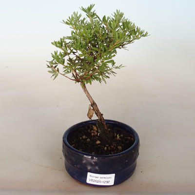 Outdoor bonsai-Cinquefoil - Dasiphora fruticosa żółty - 1