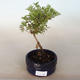 Outdoor bonsai-Cinquefoil - Dasiphora fruticosa żółty - 1/2