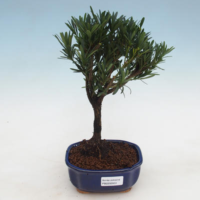 Kryty bonsai - Podocarpus - Kamień tys