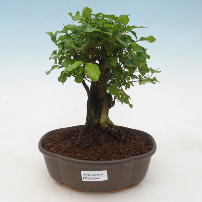 Indoor bonsai -Ligustrum chinensis - dziób ptaka - 1