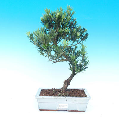 bonsai Room - Podocarpus - kamień tysięcy - 1