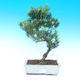 bonsai Room - Podocarpus - kamień tysięcy - 1/4