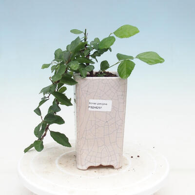 bonsai Room - Grewia occidentalis - Starfish Lavender - 1