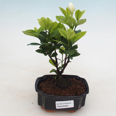 Bonsai do wnętrz - Gardenia jasminoides-Gardenia