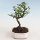 Kryty bonsai - Sagerécie thea - Sagerécie thea 412-PB2191300 - 1/4