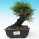 Outdoor bonsai - Pinus thunbergii corticosa - korka sosny - 1/5