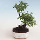 Kryty bonsai - Sagerécie thea - Sagerécie thea 412-PB2191303 - 1/4