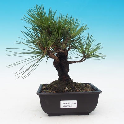 Outdoor bonsai - Pinus thunbergii corticosa - korka sosny - 1