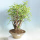 Outdoor bonsai - Ginkgo biloba - 1/5