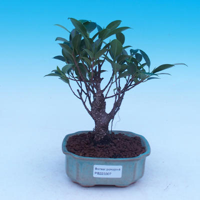Pokój bonsai - Ficus retusa - ficus malolistý - 1
