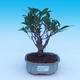 Pokój bonsai - Ficus retusa - ficus malolistý - 1/2