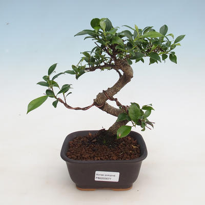 Indoor bonsai - Ficus retusa - figowiec drobnolistny - 1