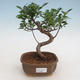 Kryty bonsai - Ficus retusa - figowiec drobnolistny - 1/2