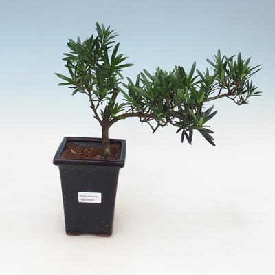 Kryty bonsai - Podocarpus - Kamień tys