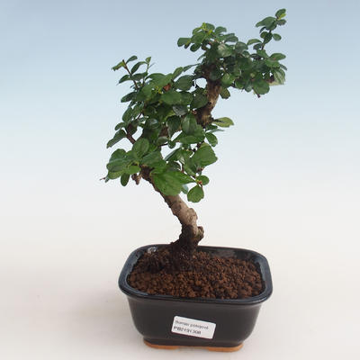 Kryty bonsai - Carmona macrophylla - Tea fuki PB2191308 - 1