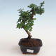 Kryty bonsai - Carmona macrophylla - Tea fuki PB2191308 - 1/5