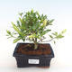 Kryty bonsai - Gardenia jasminoides-Gardenia - 1/2