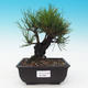Outdoor bonsai - Pinus thunbergii corticosa - korka sosny - 1/4