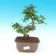 bonsai Room - Carmona macrophylla - Tea Fuki - 1/5