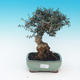 bonsai Room - Olea europaea sylvestris -Oliva Europejski drobnolistá - 1/6