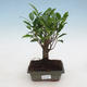 Indoor bonsai - Ficus retusa - figowiec drobnolistny - 1/2