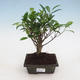 Indoor bonsai - Ficus retusa - figowiec drobnolistny - 1/2