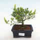 Kryty bonsai - Gardenia jasminoides-Gardenia - 1/2