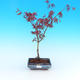 Outdoor bonsai - Klon palmatum Trompenburg - klon czerwony dlanitolistý - 1/3