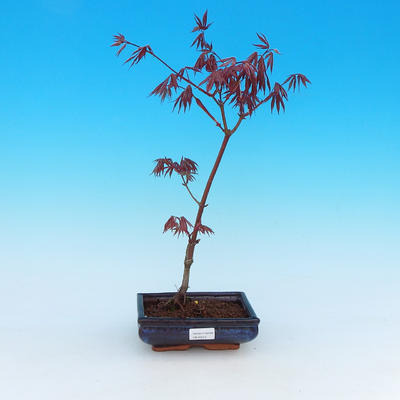 Outdoor bonsai - Klon palmatum Trompenburg - klon czerwony dlanitolistý - 1