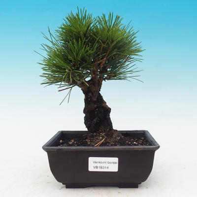 Outdoor bonsai - Pinus thunbergii corticosa - korka sosny - 1