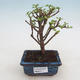 Kryty bonsai - Portulakaria Afra - Tlustice - 1/2