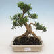 Kryty bonsai - Buxus harlandii - Bukszpan korkowy - 1/4