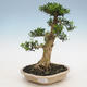 Kryty bonsai - Buxus harlandii - Bukszpan korkowy - 1/4