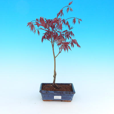 Outdoor bonsai - Klon palmatum Trompenburg - klon czerwony dlanitolistý - 1