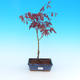 Outdoor bonsai - Klon palmatum Trompenburg - klon czerwony dlanitolistý - 1/3