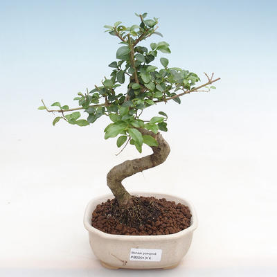 Kryty bonsai -Ligustrum chinensis - dziób ptaka