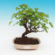 Outdoor bonsai -Morus album - morwy - 1/5