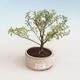 Kryty bonsai - Serissa foetida Variegata - Drzewo Tysiąca Gwiazd PB2191320 - 1/2