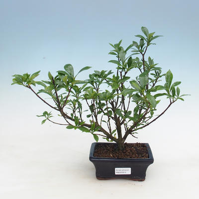 Bonsai do wnętrz - Gardenia jasminoides-Gardenia - 1