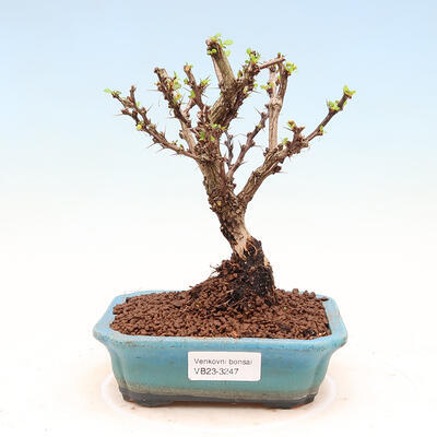 Outdoor bonsai - Berberis thunbergii Kobold - Dřištál Thunberg's - 1