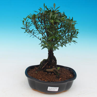 Pokój bonsai Syzygium - Fit - 1