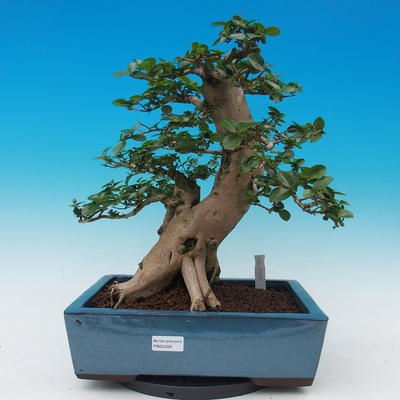 Pokój bonsai-PREMNA MICROPHYLLA Kozlovoň malolistá - 1