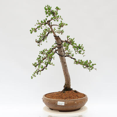 Bonsai zewnętrzne - Larix decidua - Modrzew liściasty - 1